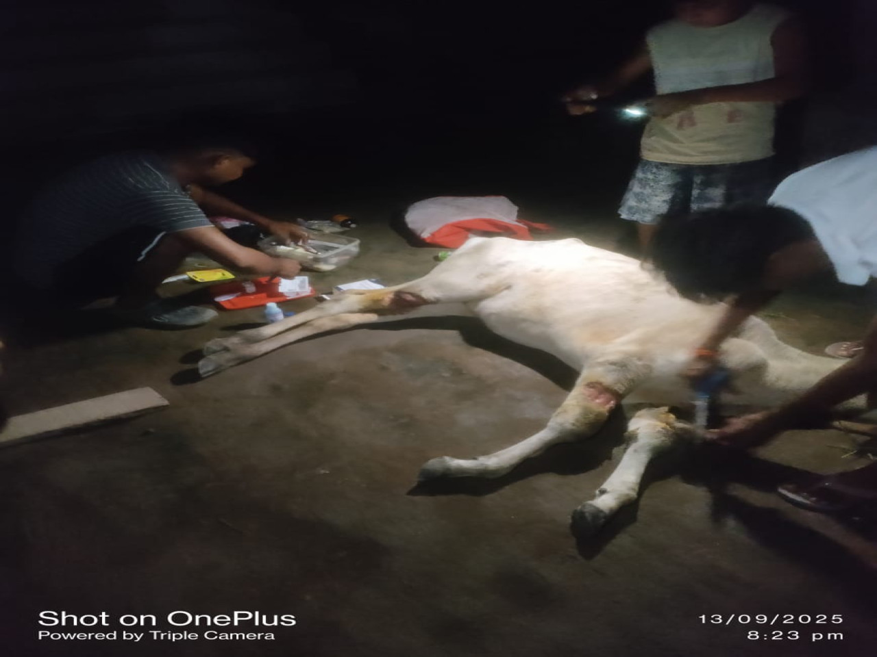 Animal Support मानवता का असली रूप तभी है, जब हम बेजुबानों के लिए खड़े हों